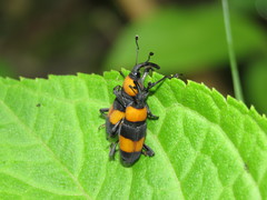 Rhodobaenus augustinus