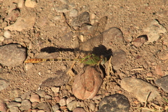 Erpetogomphus crotalinus