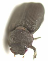 Maechidius