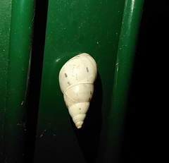 Drymaeus interpunctus