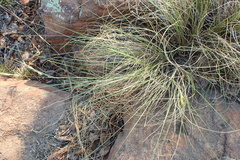 Tristachya biseriata