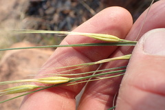 Tristachya biseriata