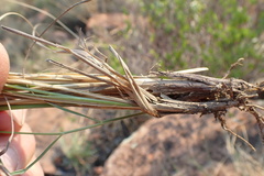 Tristachya biseriata