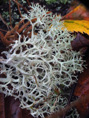 Cladonia caroliniana