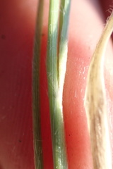 Tristachya biseriata