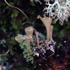 Cladonia grayi