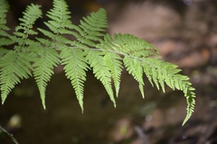 Macrothelypteris