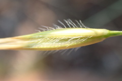 Tristachya biseriata