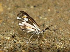 Drymoea
