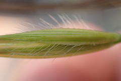 Tristachya biseriata