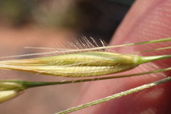 Tristachya biseriata