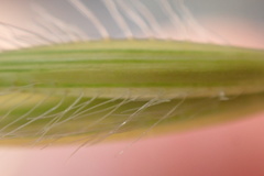 Tristachya biseriata