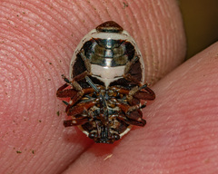 Perillus circumcinctus