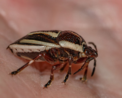 Perillus circumcinctus