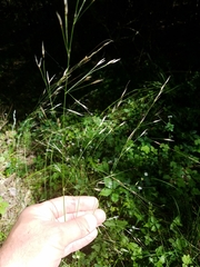 Nassella leucotricha