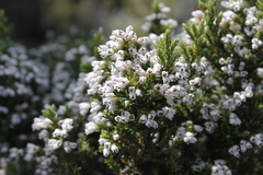 Erica diosmifolia