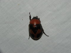 Cyclocephala gregaria