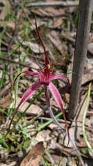 Caladenia formosa