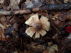 Inocybe dulciolens