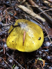 Tricholoma