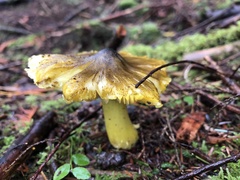 Tricholoma