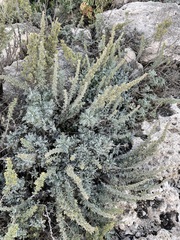 Artemisia caerulescens gallica