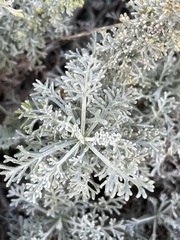 Artemisia caerulescens gallica