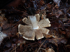 Inocybe dulciolens