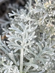 Artemisia caerulescens gallica