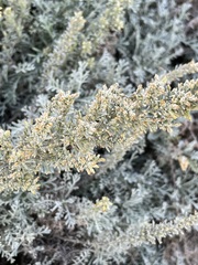 Artemisia caerulescens gallica