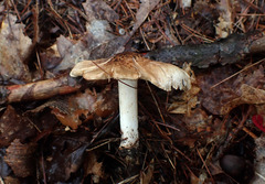 Inocybe dulciolens