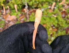 Clavariadelphus ligula