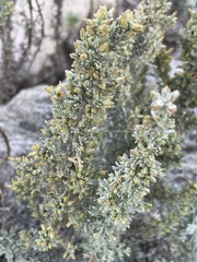 Artemisia caerulescens gallica
