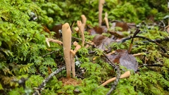 Clavariadelphus ligula