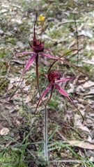 Caladenia formosa