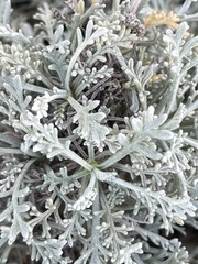 Artemisia caerulescens gallica