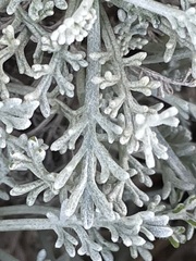Artemisia caerulescens gallica