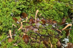 Clavariadelphus ligula