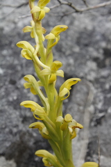 Disa comosa
