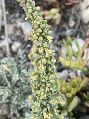 Artemisia caerulescens gallica