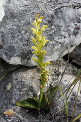Disa comosa