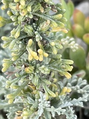 Artemisia caerulescens gallica