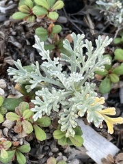Artemisia caerulescens gallica