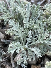 Artemisia caerulescens gallica