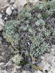 Artemisia caerulescens gallica