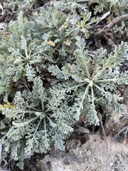 Artemisia caerulescens gallica