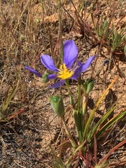 Calydorea xiphioides