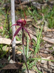 Caladenia formosa