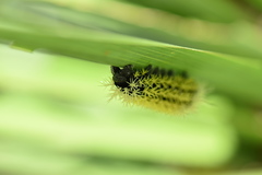 Leucanella memusae