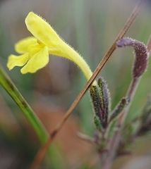 Odontites longiflorus